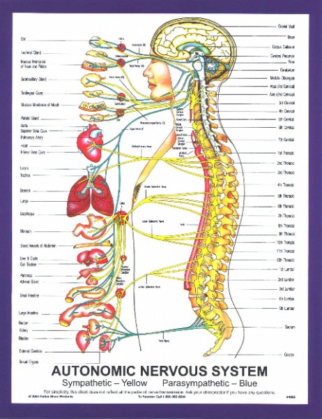 autonomic.nervous.system.chart.chiropractic