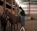 horse chiropractic